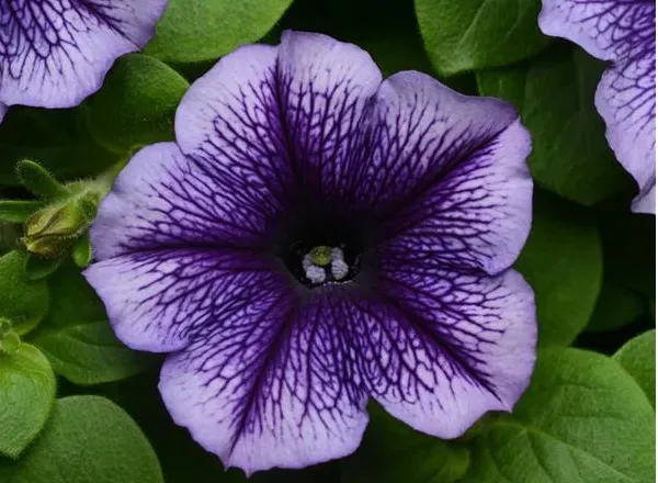 Петуния Мираж Blue Vein 1