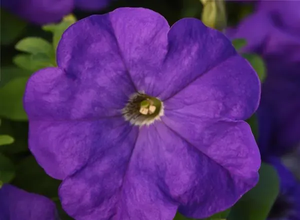 Петуния Мираж Mild Blue 1