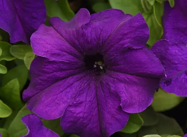 Петуния Суперкаскад Blue 1