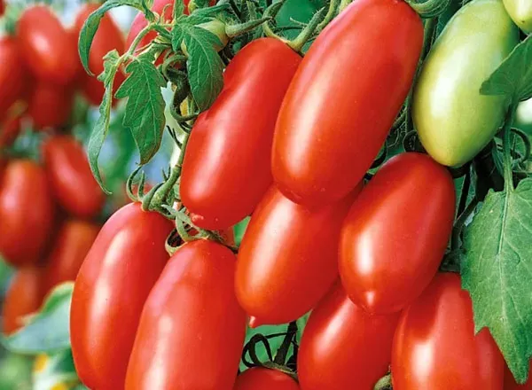 Томат Эрколь F1 (Syngenta) 1