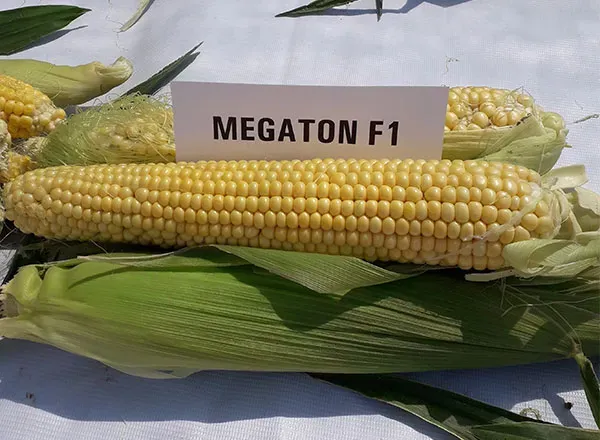 Кукуруза Мегатон F1 2