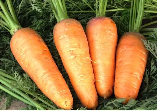 Морковь Шантане Ред Корет (2023г) United Genetics 1