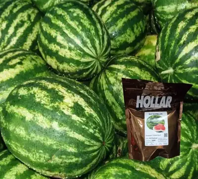 Қарбыз Ау Продюсер (Hollar Seeds - США)