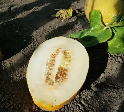 Қауын ES 25139