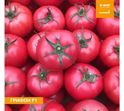 Томат Грифон F1