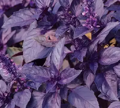 Базилик Маркус