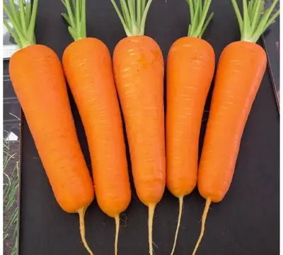 Сәбіз Нью Курода
