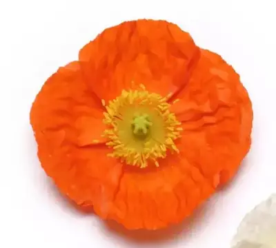 Мак исландский Шампань Баблс Оранжевый