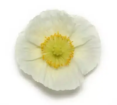 Мак исландский Шампань Баблс Белый