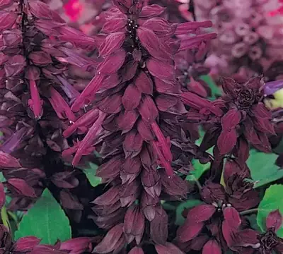Сальвия Виста Қызыл күрең