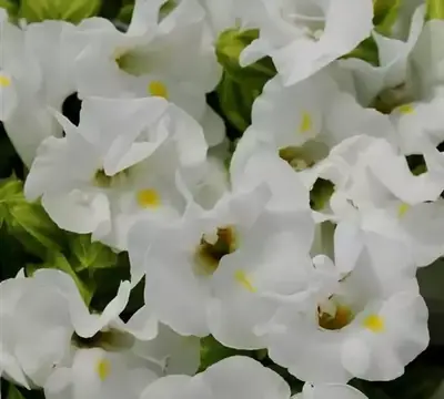 Торения Кауаи Белая