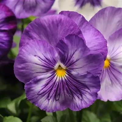 Анютины Глазки Матрикс Lavender Shades