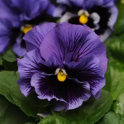 Виола крупноцветковая Frizzle Sizzle Blue