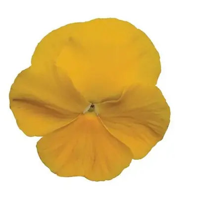 Анютины Глазки Матрикс Yellow
