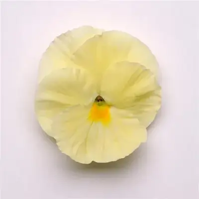 Анютины Глазки Матрикс Primrose