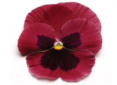 Анютины Глазки Матрикс Rose Blotch