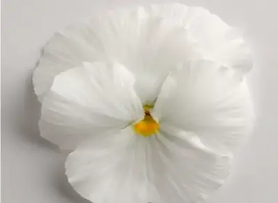 Анютины Глазки Матрикс White