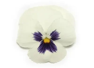 Анютины Глазки Панола ХР White Blotch