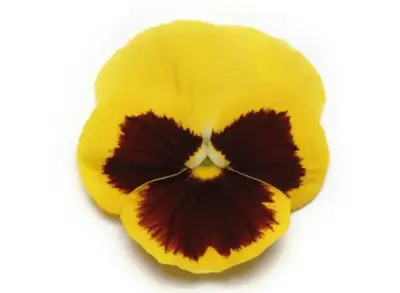 Анютины Глазки Панола ХР Yellow Blotch