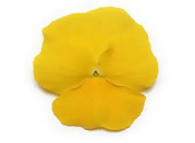 Анютины Глазки Панола ХР Yellow