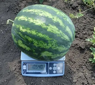 Арбуз Рапид F1 (Hollar Seeds - США)