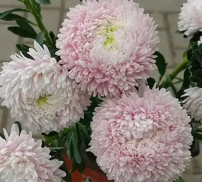 Астра китайская Хризантелла Сакура