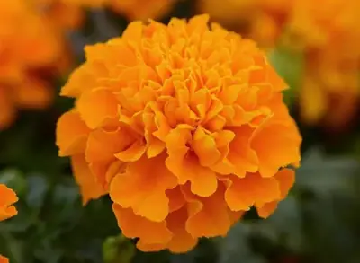 Бархатцы Хот Пак Orange French