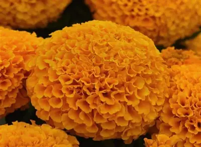 Бархатцы Африканские Марвел II Orange