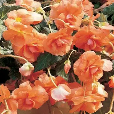 Түйнекті бегония Sun Dancer өрік түсті