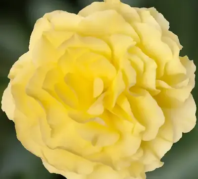 Бегония Лимитлесс Лимонная