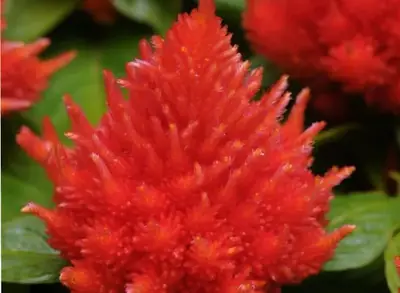 Целозия Айс Крим Orange