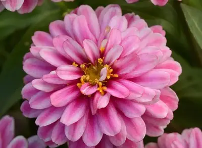 Цинния Дабл Захара Raspberry Ripple