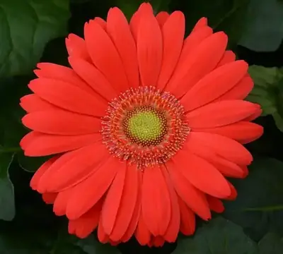 Гербера ColorBloom ортасы ашық шие түсті