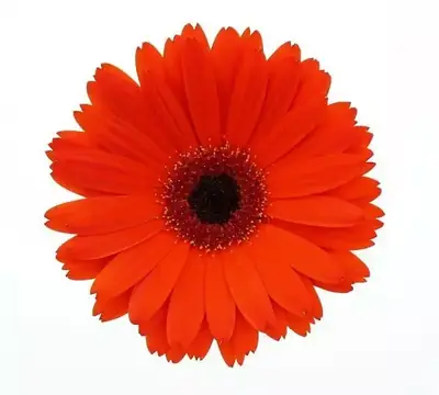 Гербера ColorBloom ортасы қою, қою қызғылт сары