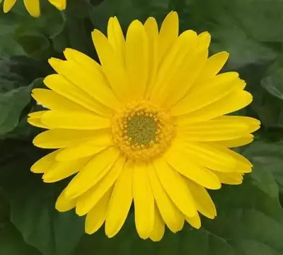 Гербера ColorBloom ортасы ашық сары