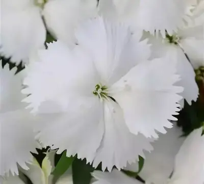 Гвоздика Коронет Белая