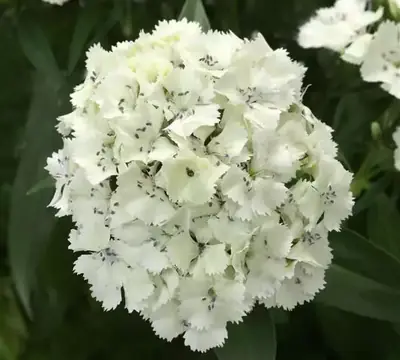 Гвоздика Дарт Белая
