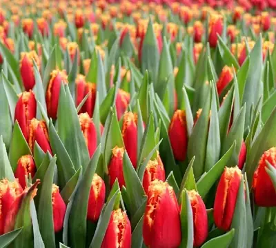 Луковица тюльпана Бахромчатая Фабио