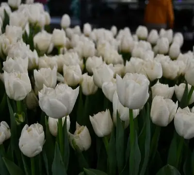 Луковица тюльпана Махровая Айсберг