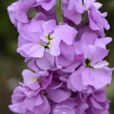 Левкой Column Lilac Lavender