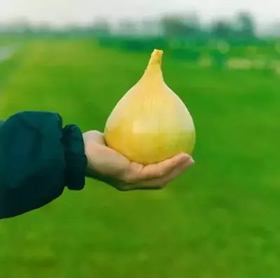 Лук Эксибишен