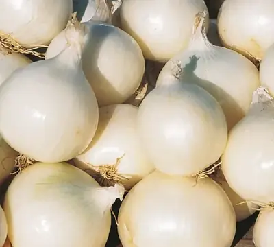 Лук репчатый Гледстоун