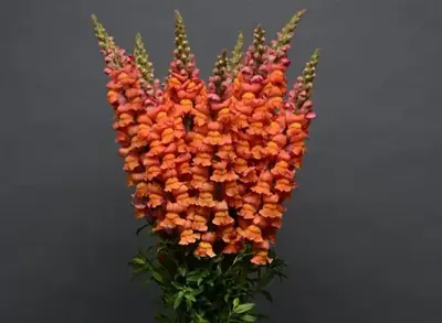 Львинный Зев Холодный Orange