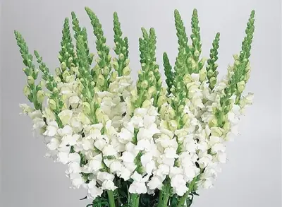 Львинный Зев Холодный White