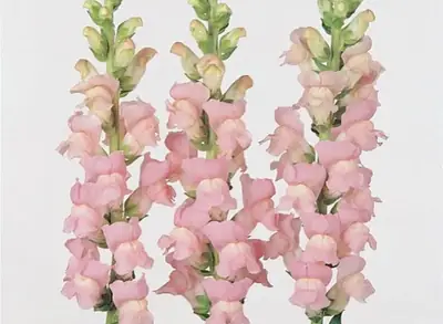 Львинный Зев Мериленд Shell Pink