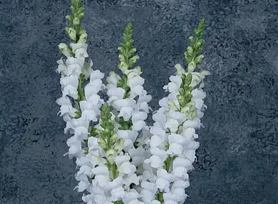 Львинный Зев Мериленд White