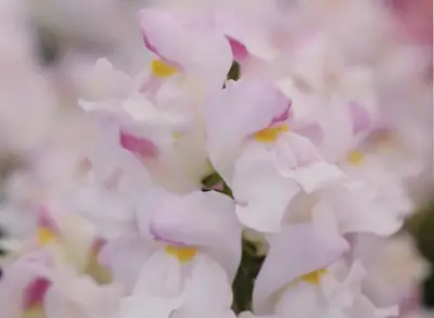 Львинный Зев Снапшот Plumblossom