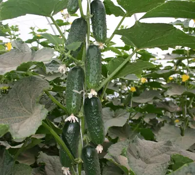 Огурец Барвина F1