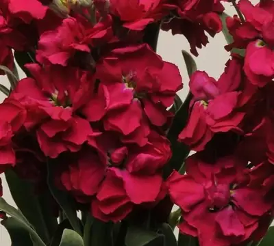Левкой Katz Лағыл