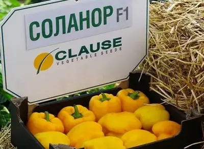 Бұрыш Соланор F1